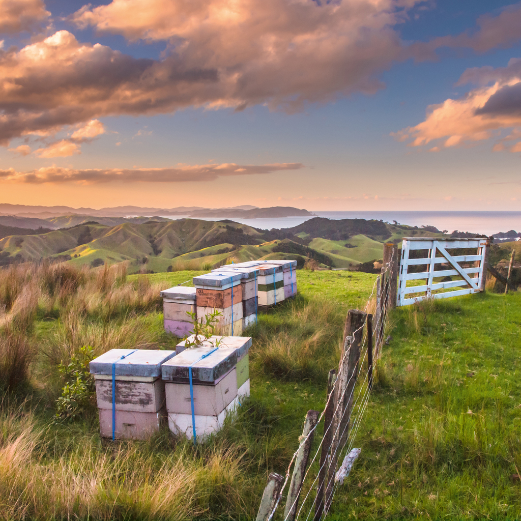 Breitsamer Manuka-Honig 400+ aus Neuseeland - 4