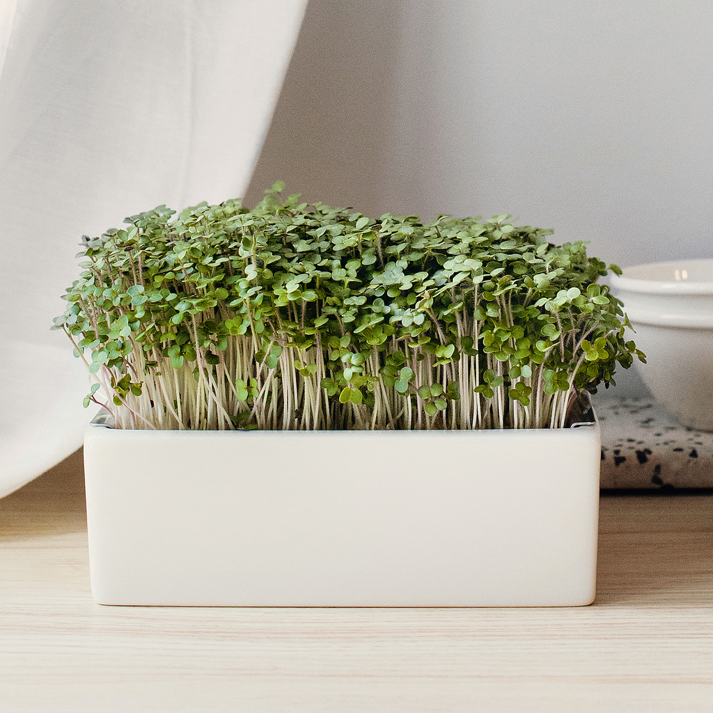 Starter-Kit Heimgart Microgreens inkl. 2 Bio Saatpads Starter-Kit Heimgart Microgreens inkl. 2 Bio Saatpads