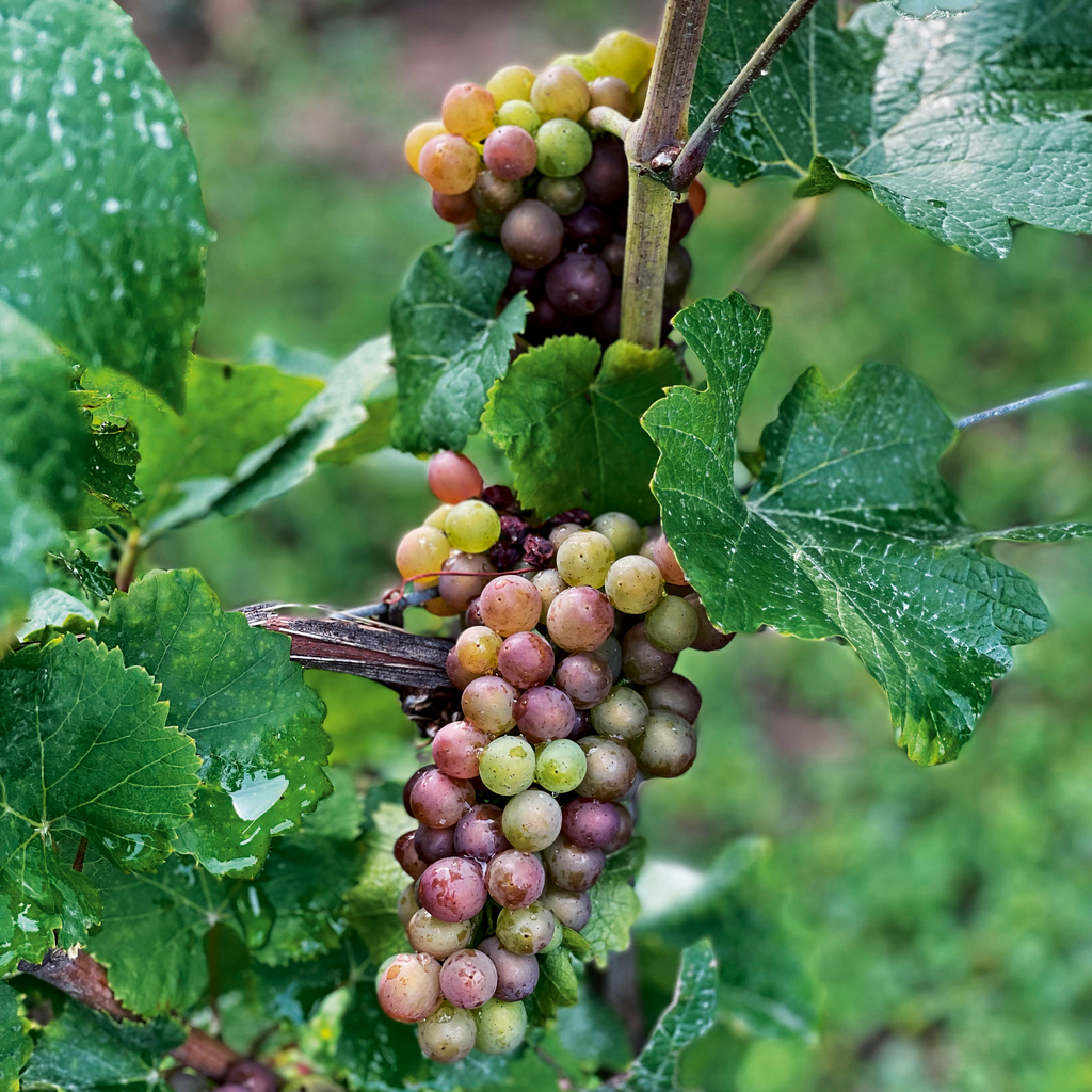 DREIGEBRÜDER Grauburgunder vom Weingut Winter - 3 DREIGEBRÜDER Grauburgunder vom Weingut Winter - 3