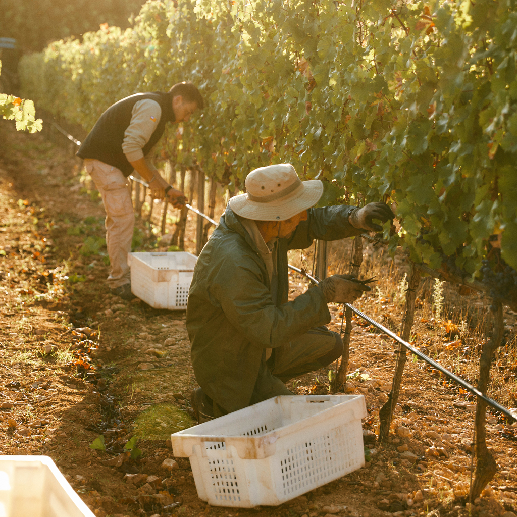 DREIGEBRÜDER Crianza Tinto 2021 - 4