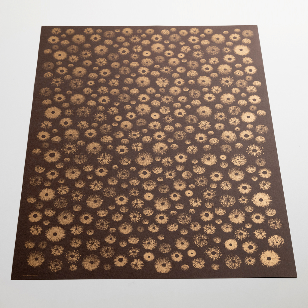 BETHGE Geschenkpapier Seeigel 50 x 70 cm (3 Bögen) BETHGE Geschenkpapier Seeigel 50 x 70 cm (3 Bögen)
