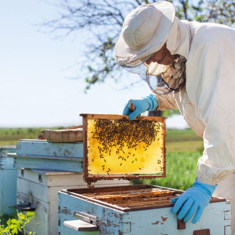 Breitsamer Manuka-Honig 400+ aus Neuseeland - 3