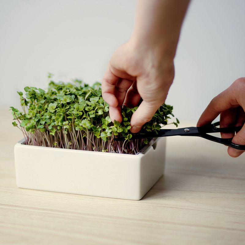 Starter-Kit Heimgart Microgreens inkl. 2 Bio Saatpads - 3