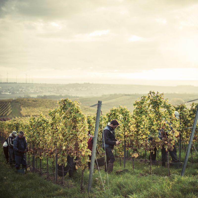 DREIGEBRÜDER Grauburgunder vom Weingut Winter - 4