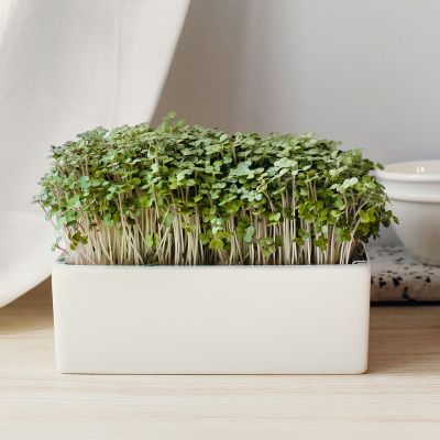 Starter-Kit Heimgart Microgreens inkl. 2 Bio Saatpads