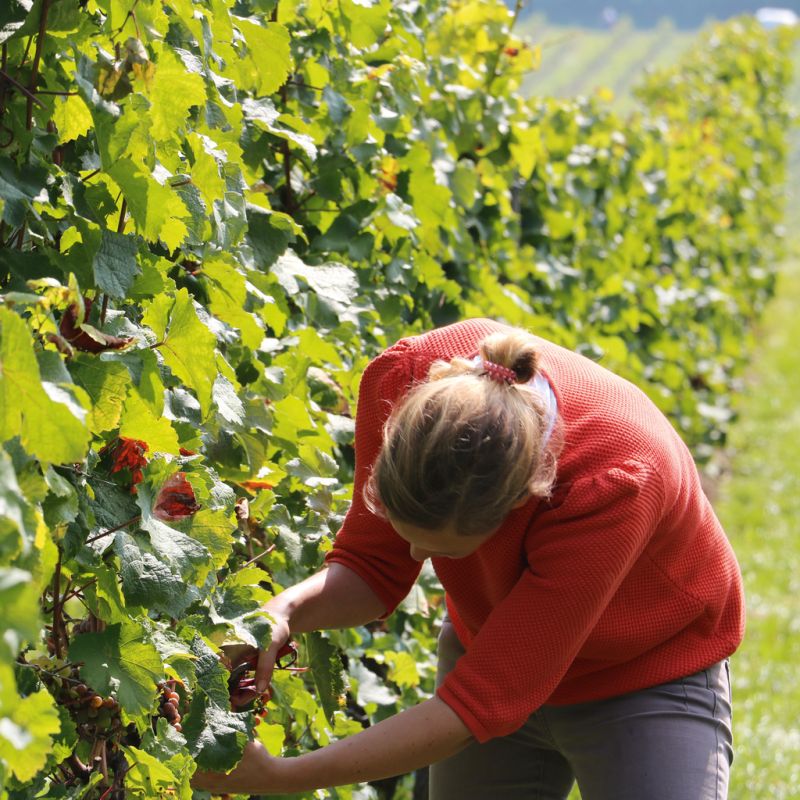 DREIGEBRÜDER Riesling Rotschiefer vom Weingut Prinz-Salm - 3
