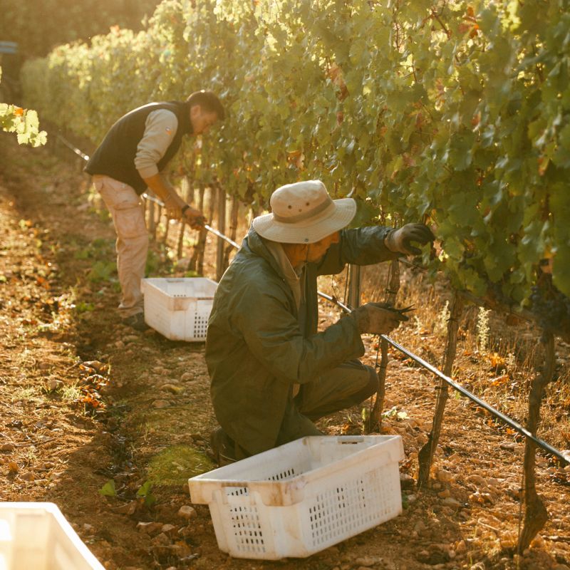 DREIGEBRÜDER Crianza Tinto 2021 - 2